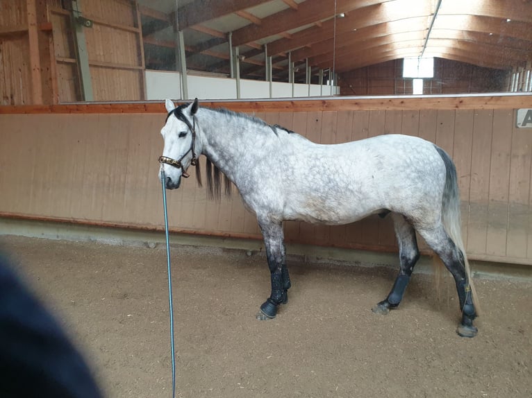 PRE Mestizo Caballo castrado 9 años 170 cm Tordo rodado in Schlierbach