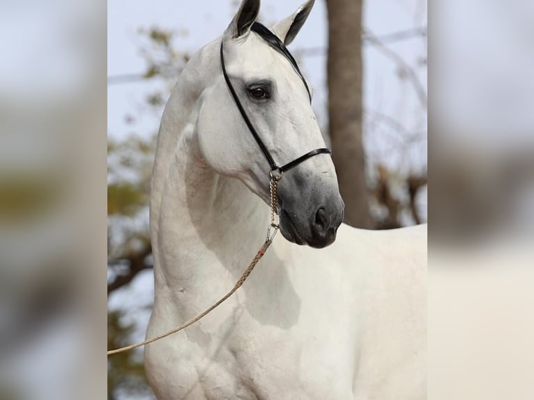 PRE Mestizo Caballo castrado 9 años 171 cm Tordo in Valldoriolf (Vilanova Del Valles)