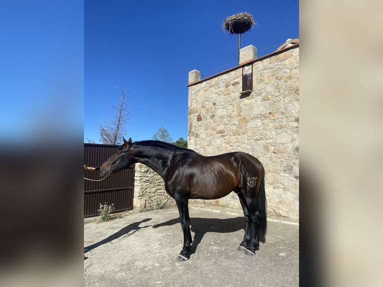 PRE Mestizo Caballo castrado 9 años 172 cm in El Barco De Avila