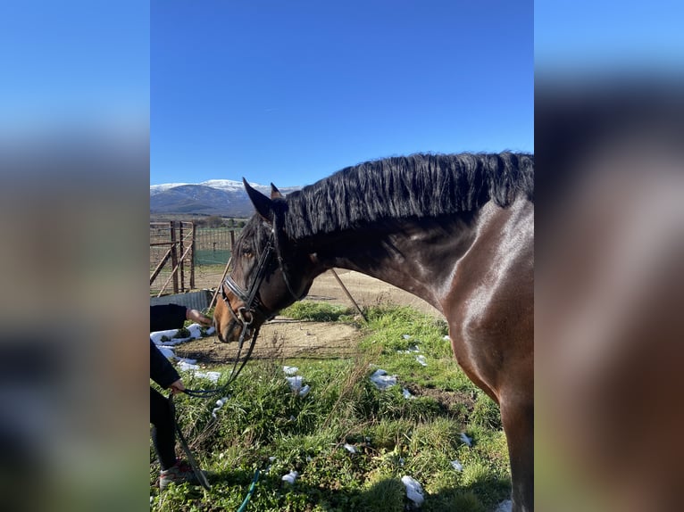 PRE Mestizo Caballo castrado 9 años 172 cm in El Barco De Avila