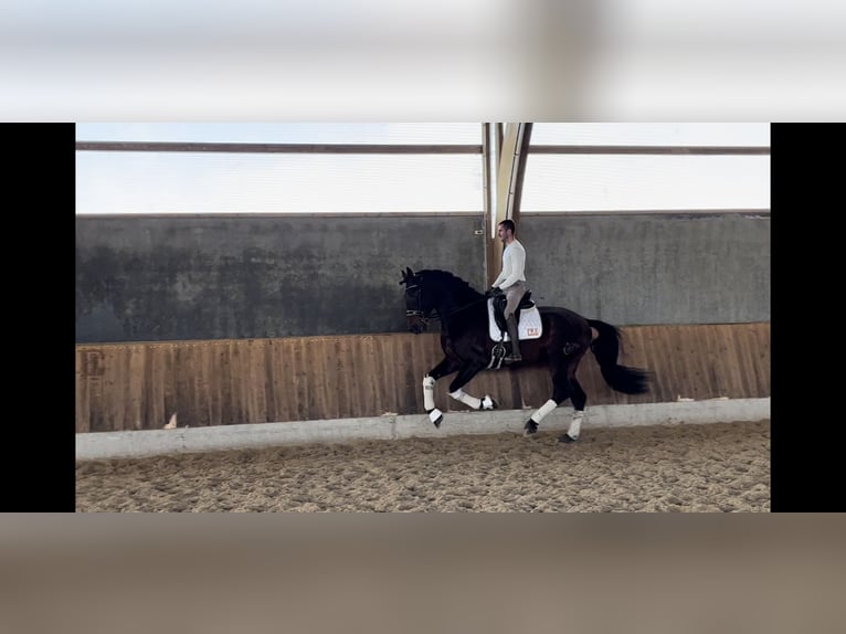 PRE Mestizo Caballo castrado 9 años 172 cm in El Barco De Avila