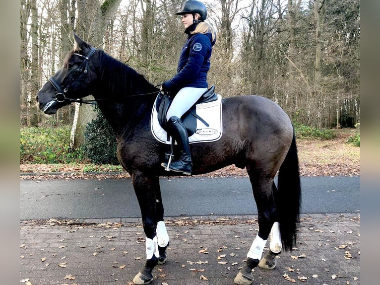 PRE Mestizo Caballo castrado 9 años 172 cm Negro in Bötersen