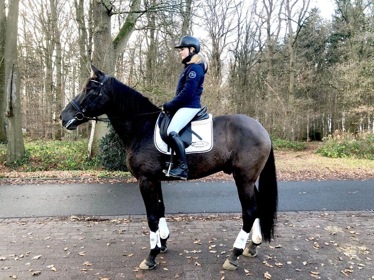 PRE Mestizo Caballo castrado 9 años 172 cm Negro in Bötersen