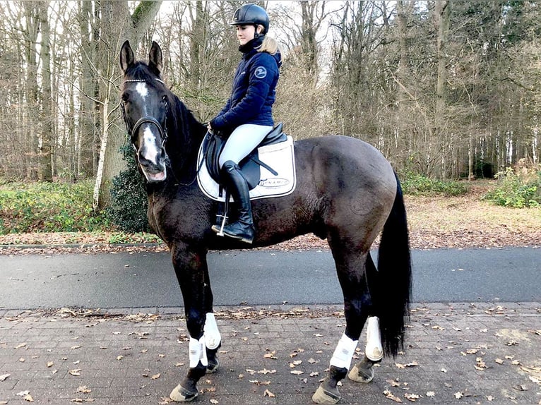 PRE Mestizo Caballo castrado 9 años 172 cm Negro in Bötersen