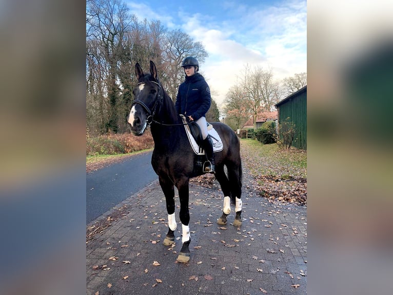 PRE Mestizo Caballo castrado 9 años 172 cm Negro in Bötersen