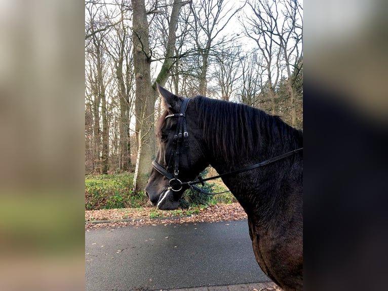 PRE Mestizo Caballo castrado 9 años 172 cm Negro in Bötersen