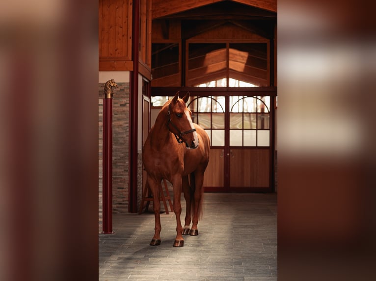 PRE Mestizo Caballo castrado 9 años 176 cm Alazán-tostado in Grilly