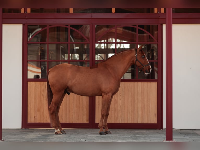 PRE Mestizo Caballo castrado 9 años 176 cm Alazán-tostado in Grilly