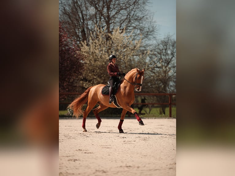 PRE Mestizo Caballo castrado 9 años 176 cm Alazán-tostado in Grilly