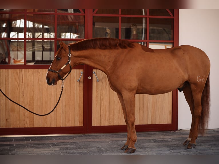 PRE Mestizo Caballo castrado 9 años 176 cm Alazán-tostado in Grilly