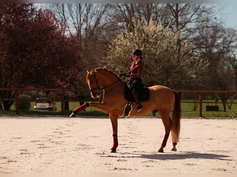 PRE Mestizo Caballo castrado 9 años 176 cm Alazán-tostado in Grilly