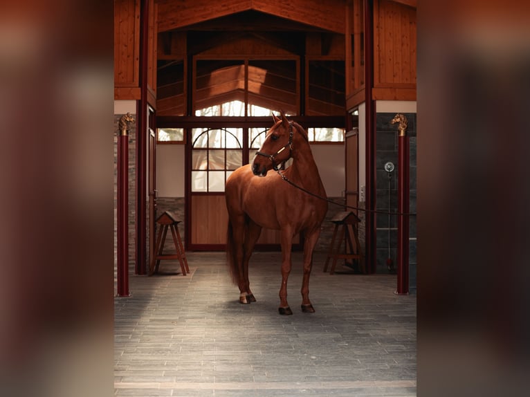 PRE Mestizo Caballo castrado 9 años 176 cm Alazán-tostado in Grilly