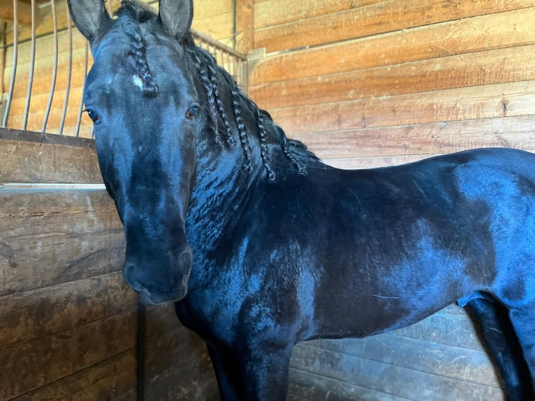 PRE Mestizo Caballo castrado 9 años 178 cm Negro in Almorox