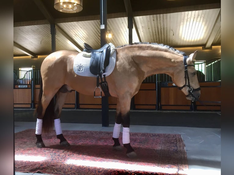 PRE Mestizo Caballo castrado 9 años Buckskin/Bayo in Aiken