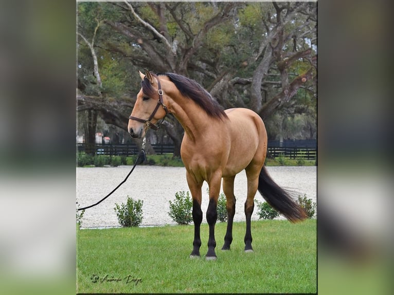 PRE Mestizo Caballo castrado 9 años Buckskin/Bayo in Aiken