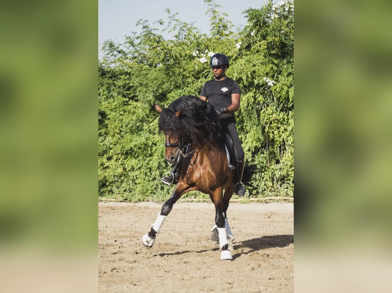 PRE Mestizo Caballo castrado 9 años Castaño in Los Barrios