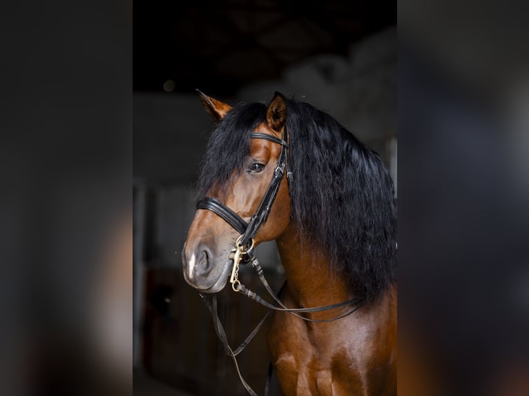 PRE Mestizo Caballo castrado 9 años Castaño in Los Barrios