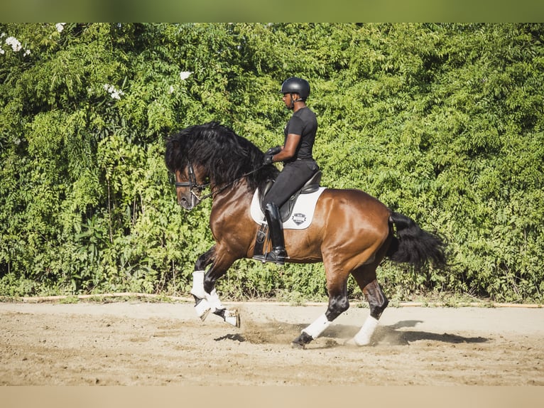 PRE Mestizo Caballo castrado 9 años Castaño in Los Barrios