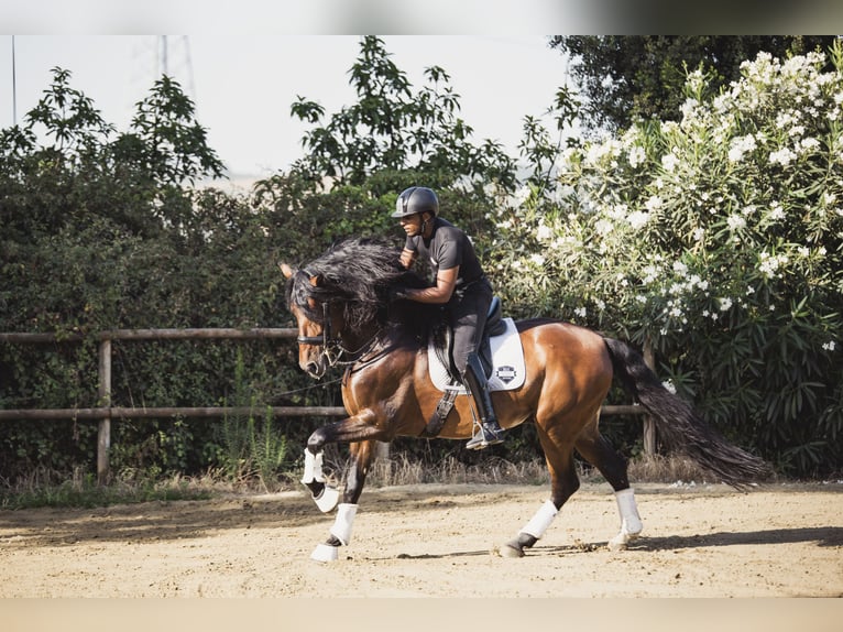 PRE Mestizo Caballo castrado 9 años Castaño in Los Barrios