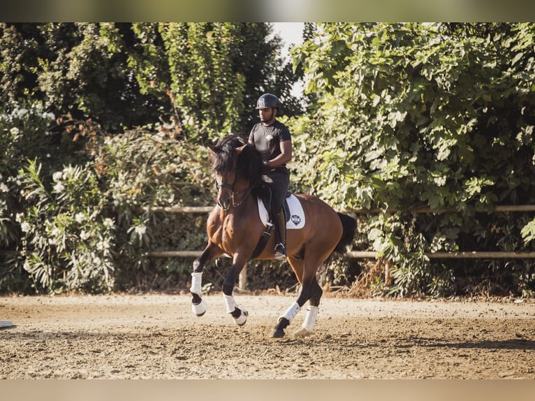 PRE Mestizo Caballo castrado 9 años Castaño in Los Barrios