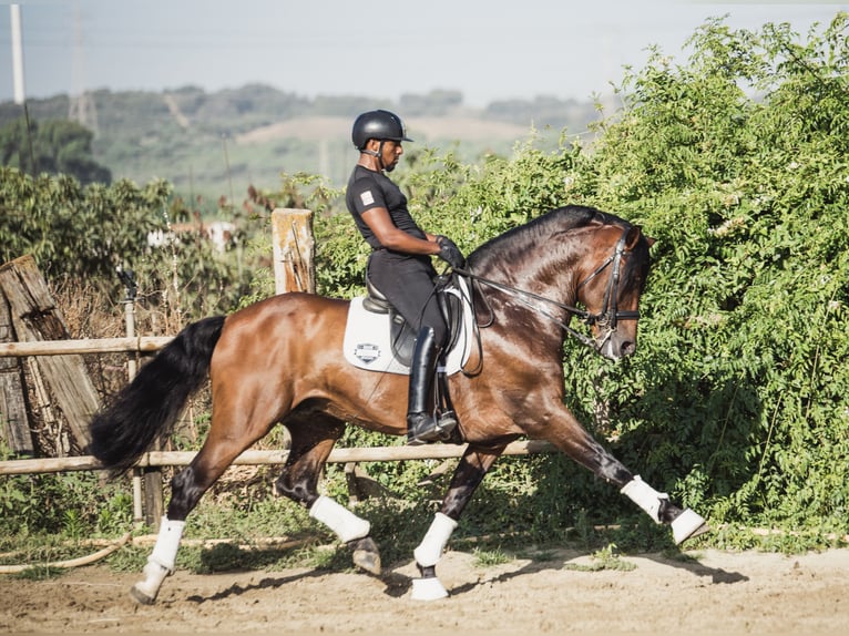 PRE Mestizo Caballo castrado 9 años Castaño in Los Barrios