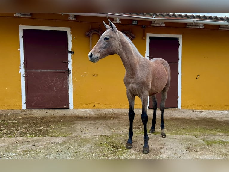 PRE Caballo castrado Potro (05/2024) Tordo in Ivanrey