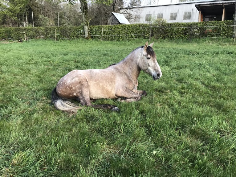 PRE Castrone 10 Anni 157 cm Grigio pezzato in Bundenbach