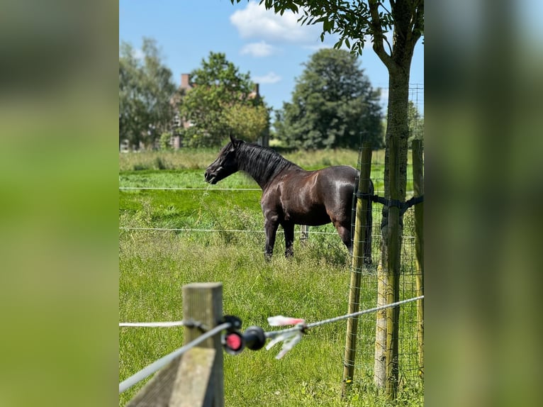 PRE Castrone 10 Anni 157 cm Morello in Zierikzee