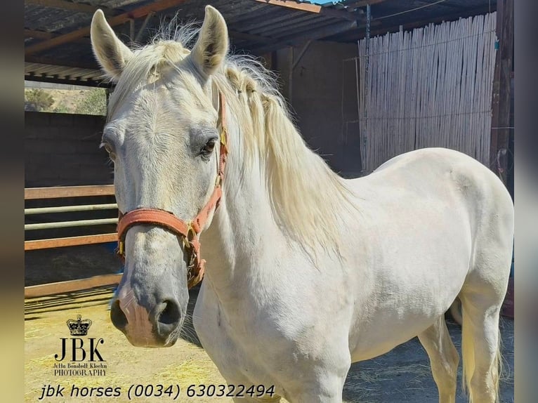 PRE Castrone 10 Anni 158 cm Grigio in Tabernas Almeria