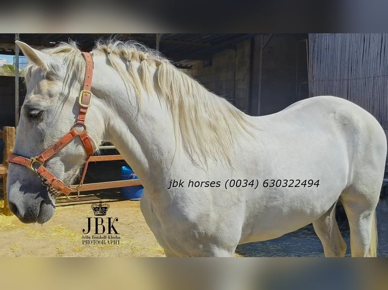 PRE Castrone 10 Anni 158 cm Grigio in Tabernas Almeria