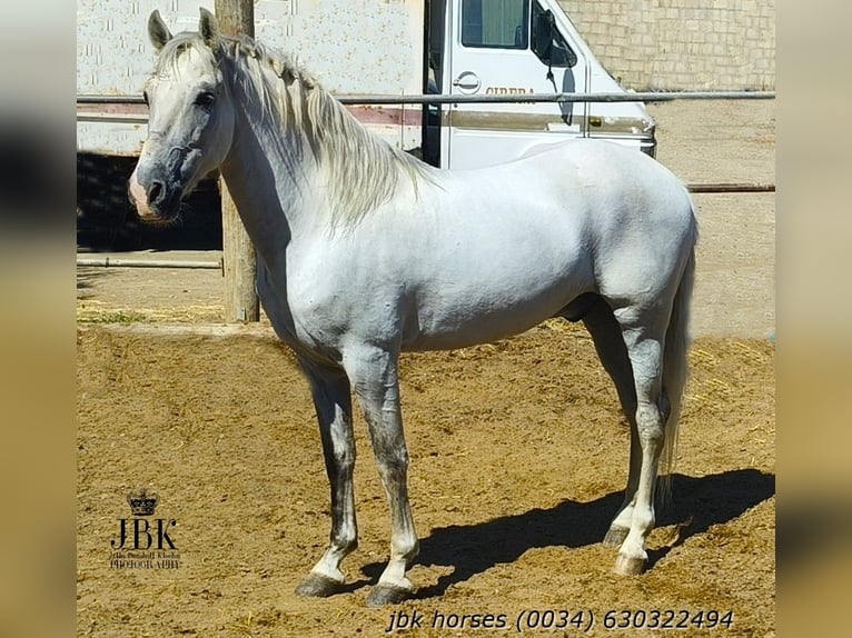 PRE Castrone 10 Anni 158 cm Grigio in Tabernas Almeria