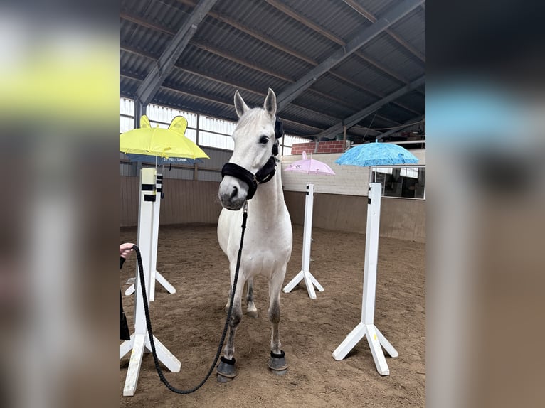 PRE Castrone 10 Anni 158 cm Grigio in Barsbüttel