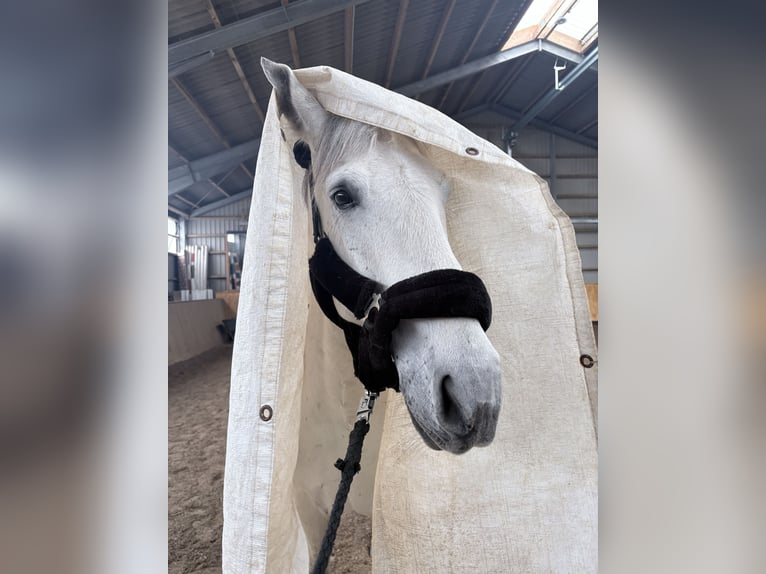 PRE Castrone 10 Anni 158 cm Grigio in Barsbüttel