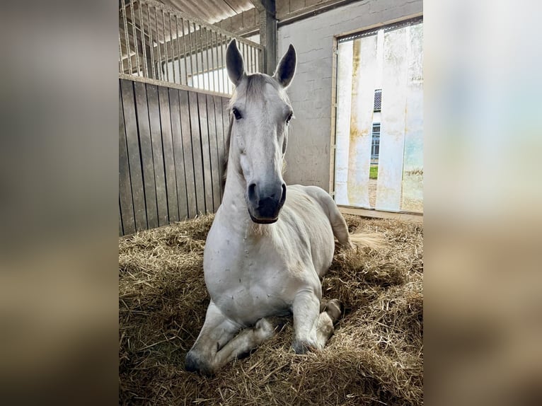 PRE Castrone 10 Anni 158 cm Grigio in Barsbüttel