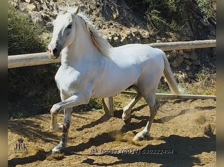 PRE Mix Castrone 10 Anni 158 cm Grigio in Tabernas Almeria