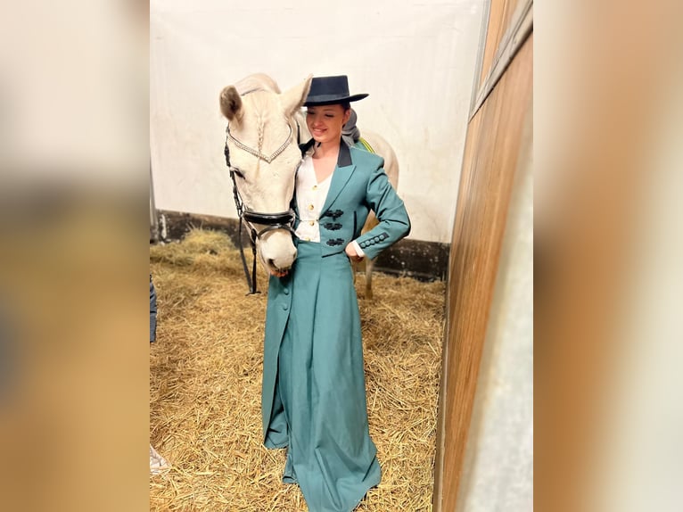 PRE Mix Castrone 10 Anni 158 cm Grigio in Bremen