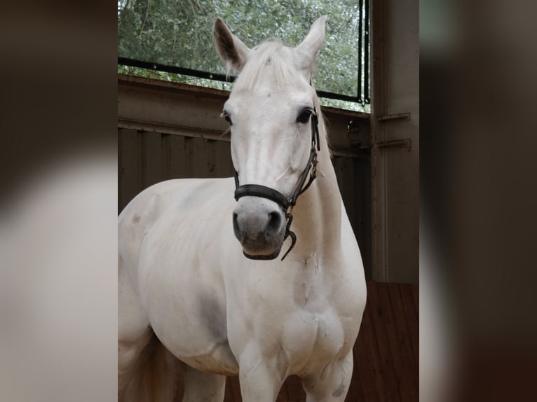 PRE Mix Castrone 10 Anni 158 cm Grigio in Bremen