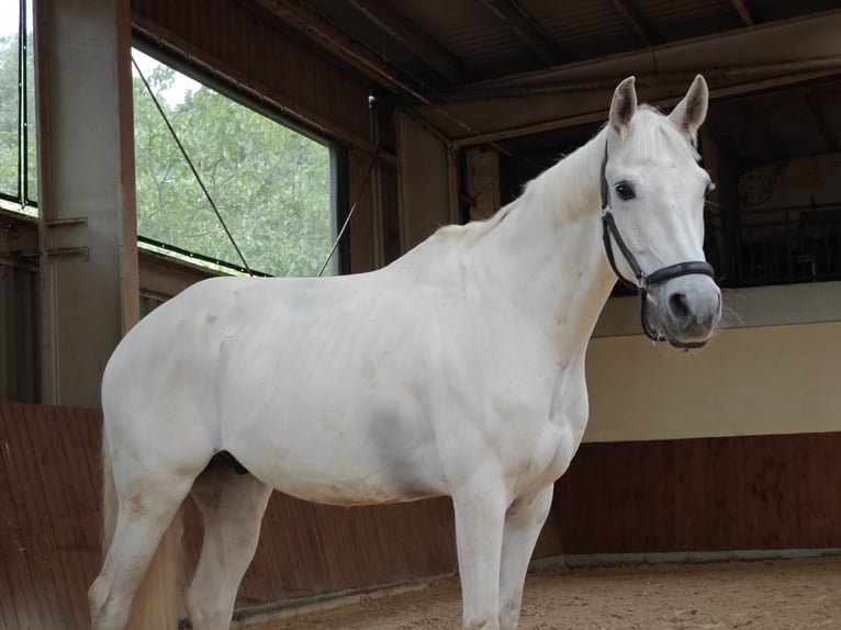 PRE Mix Castrone 10 Anni 158 cm Grigio in Bremen