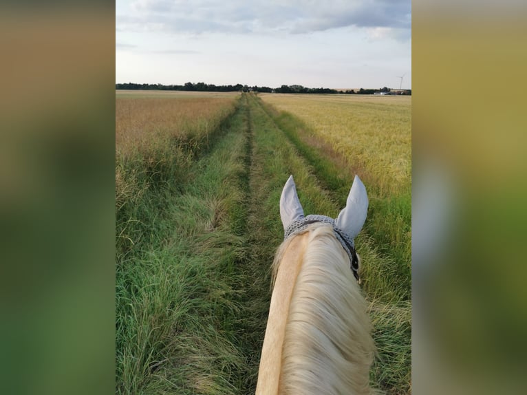 PRE Mix Castrone 10 Anni 158 cm Palomino in Großkrut