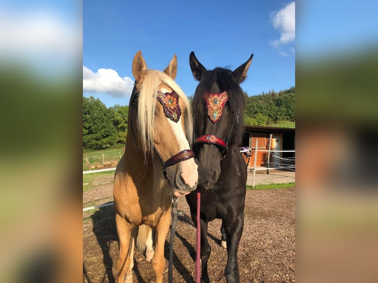 PRE Castrone 10 Anni 160 cm Morello in Muhlbach sur Bruche