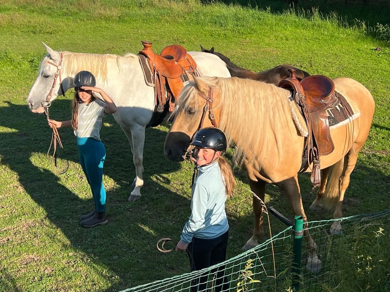 PRE Castrone 10 Anni 160 cm Palomino in Plauen