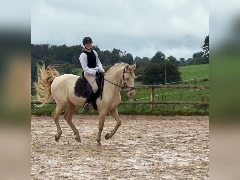 PRE Mix Castrone 10 Anni 161 cm Perlino in St. Ursen