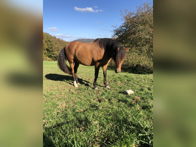 PRE Castrone 10 Anni 162 cm Baio in Sailauf