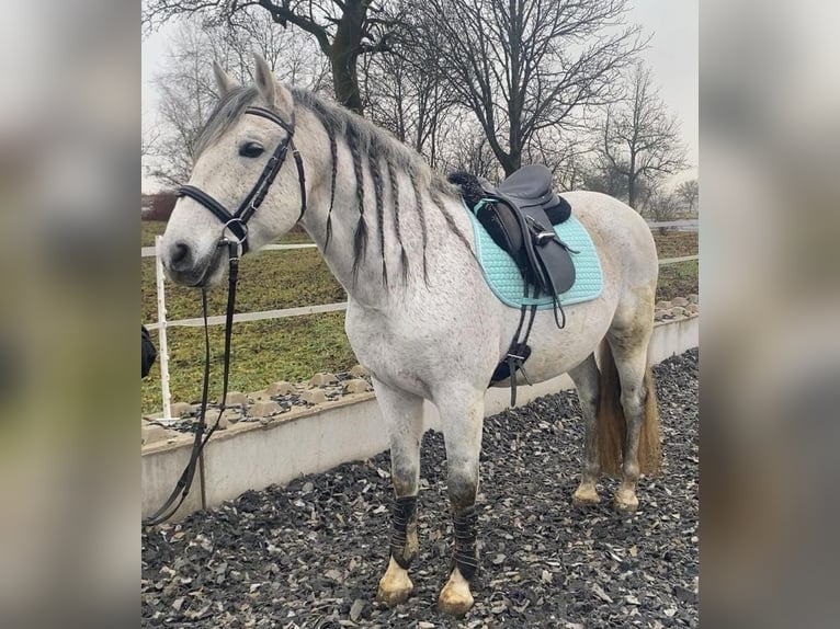 PRE Mix Castrone 10 Anni 162 cm Grigio in Kornberg