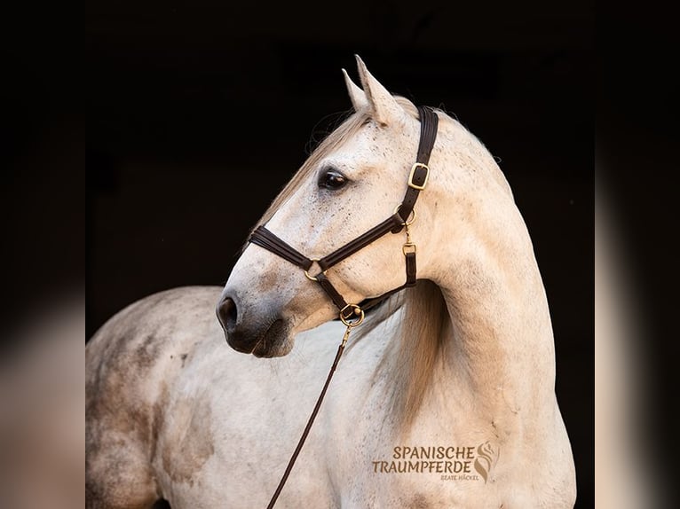 PRE Mix Castrone 10 Anni 162 cm Grigio trotinato in Traventhal
