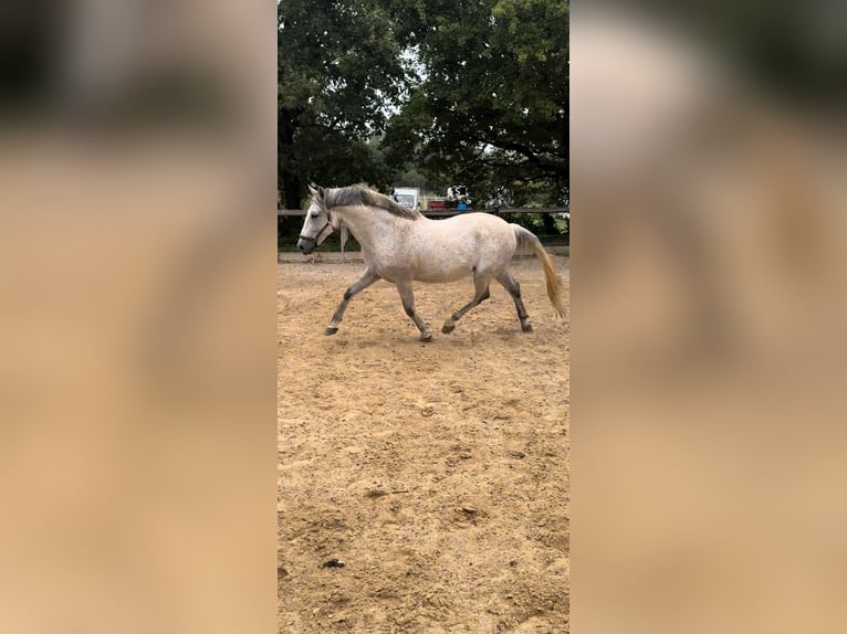 PRE Mix Castrone 10 Anni 163 cm Grigio in N&#xEE;mes