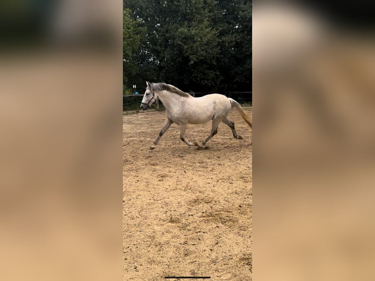 PRE Mix Castrone 10 Anni 163 cm Grigio in N&#xEE;mes