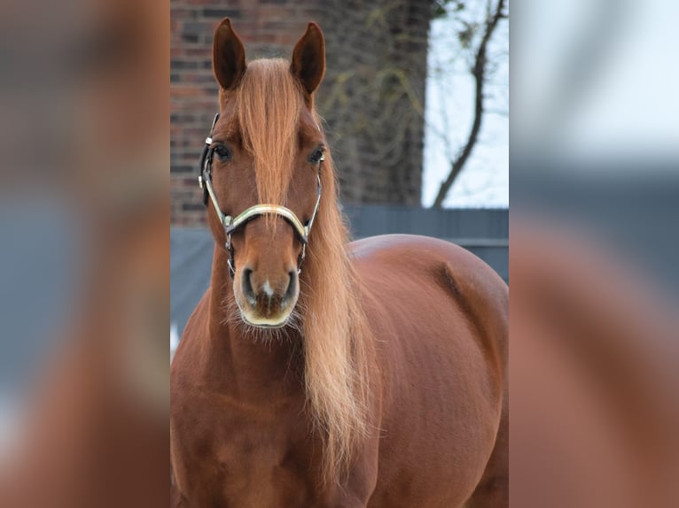 PRE Mix Castrone 10 Anni 163 cm Sauro in Stadthagen