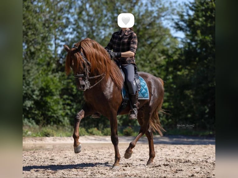 PRE Castrone 10 Anni 163 cm Sauro scuro in Mülheim an der Ruhr