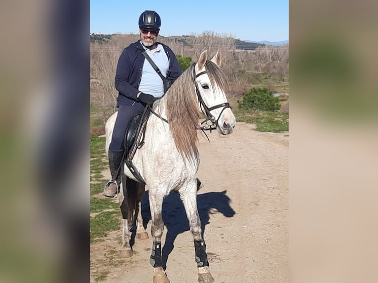 PRE Castrone 10 Anni 164 cm Grigio in Fuente El Saz De Jarama